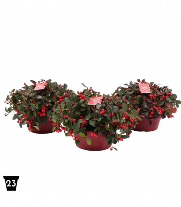 Gaultheria