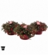 Gaultheria