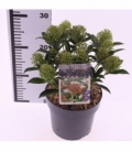 Skimmia