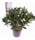 Skimmia
