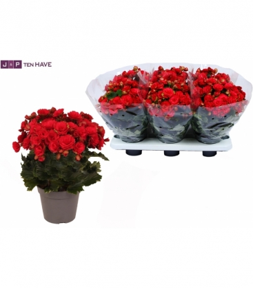 Begonia