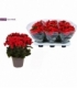 Begonia