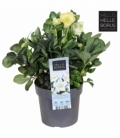Helleborus