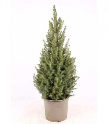 Picea