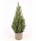 Picea