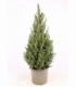 Picea