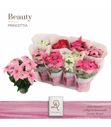 Princettia