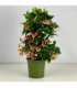 Ardisia