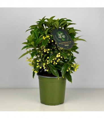 Ardisia