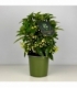 Ardisia