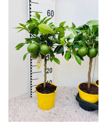 Citrus