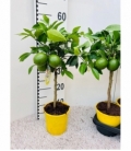 Citrus