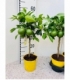 Citrus