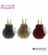Amaryllis