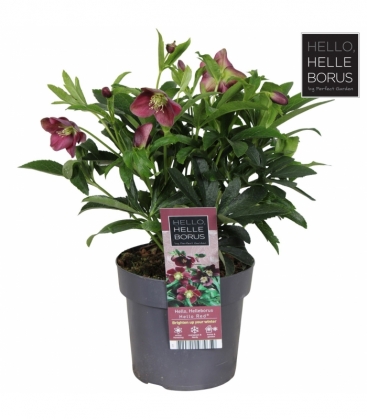 Helleborus