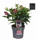 Helleborus