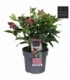 Helleborus