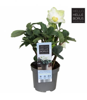 Helleborus