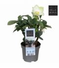 Helleborus