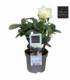 Helleborus