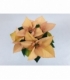 Poinsettia