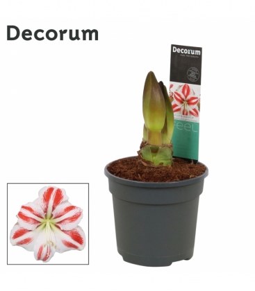 Amaryllis