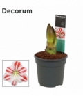 Amaryllis