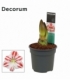 Amaryllis
