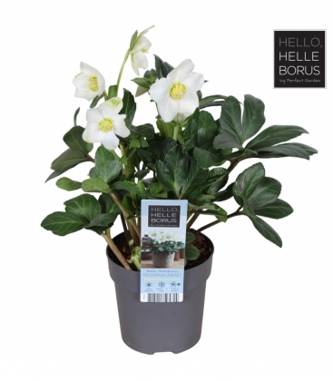 Helleborus