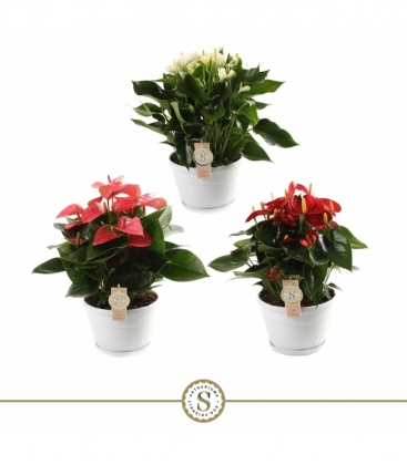Anthurium