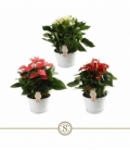 Anthurium