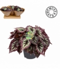 Begonia