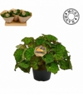 Begonia