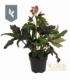 Helleborus