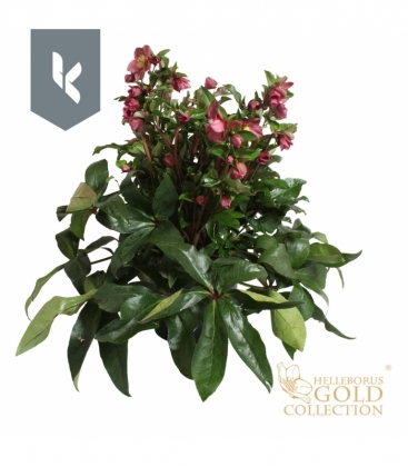 Helleborus