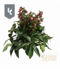 Helleborus