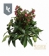 Helleborus