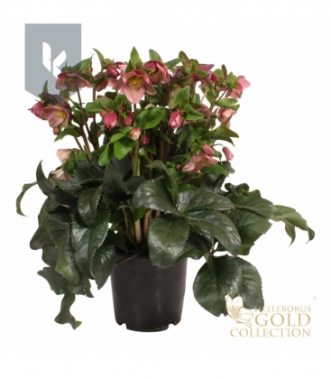 Helleborus