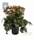 Helleborus