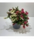 Gaultheria