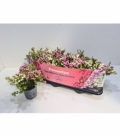 Gaultheria