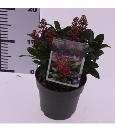 Skimmia