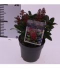 Skimmia