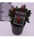 Skimmia