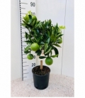 Citrus