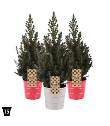 Picea