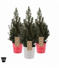 Picea