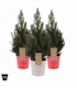 Picea