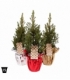 Picea