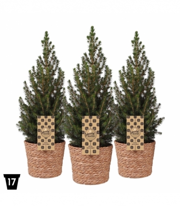 Picea